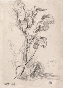 植物研究 作： James Ward